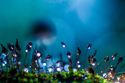 Close-up of plants growing on field against blue sky