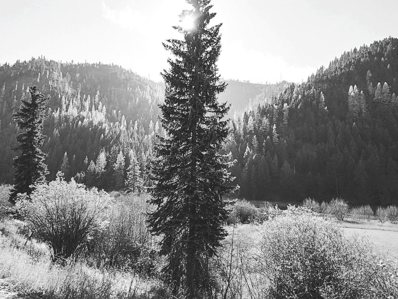 plant, tree, beauty in nature, growth, tranquil scene, tranquility, scenics - nature, sky, non-urban scene, day, no people, land, forest, nature, winter, cold temperature, coniferous tree, pine tree, idyllic, outdoors, woodland