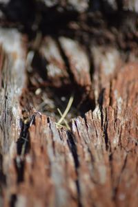 Close-up of tree trunk