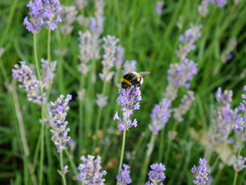 Bee pollinating on purple flowers