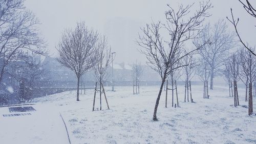 Bare trees on snow covered landscape against sky