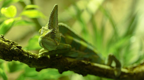 Close-up of chameleon