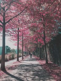 Trees against sky