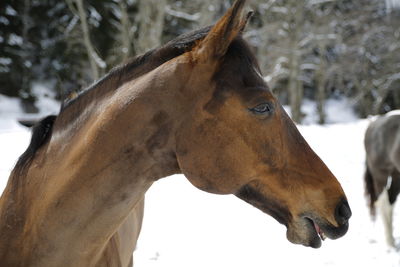 Close-up of horse on snow