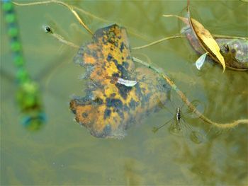 High angle view of insect floating on lake