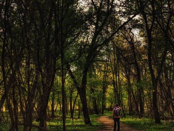 Rear view of man standing amidst trees in forest