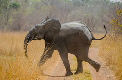 African elephant crossing dirt road and high grass in pendjari national park, benin, africa