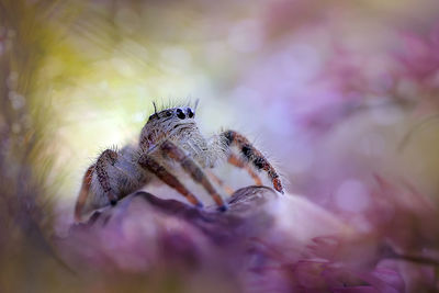 Close-up of spider on web