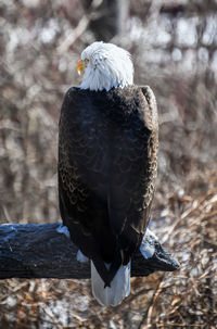 Close-up of eagle perching on branch