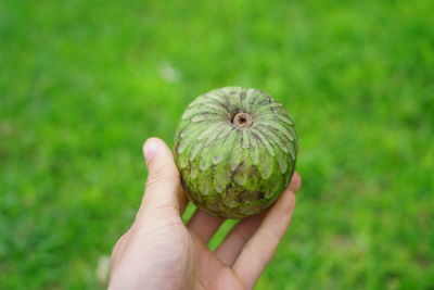 Close-up of hand holding fruit