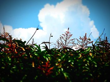 Low angle view of plants growing on field against sky