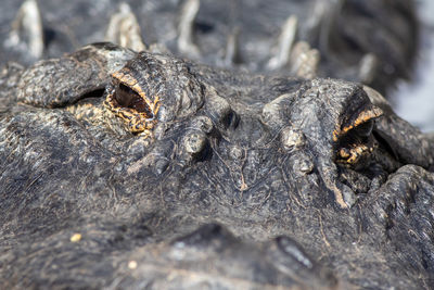 Close-up of a lizard