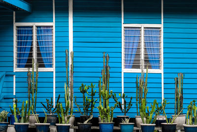 Potted plants outside building against window