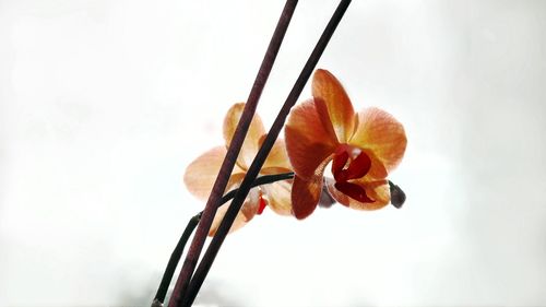 Close-up of flower against trees