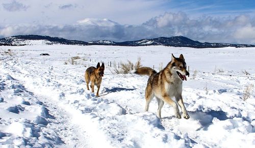 Dogs on snow covered field against sky