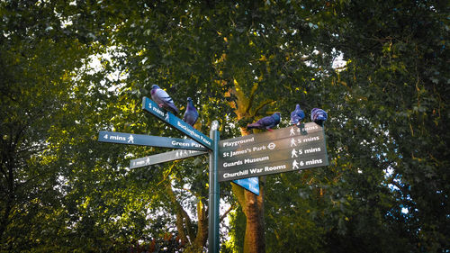 Low angle view of information sign on tree