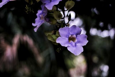 Close-up of purple flowering plant