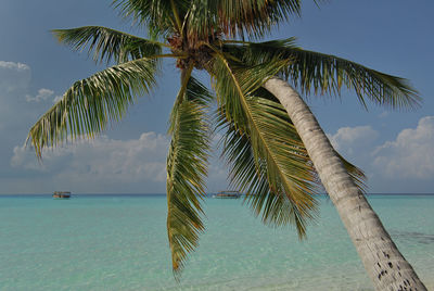 Palm tree by sea against sky