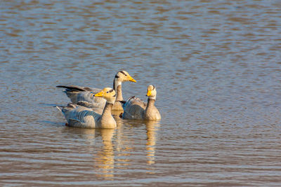 Duck swimming in lake