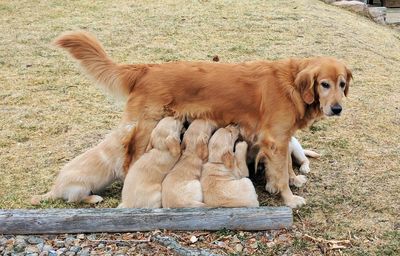 Dog on ground