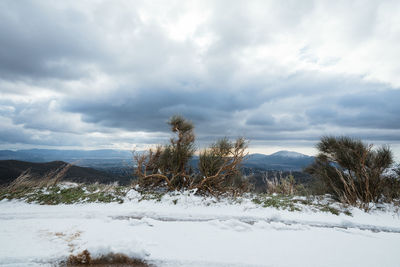 Snow covered plants on landscape against sky