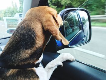 Close-up of dog by car window