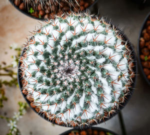 Close-up of succulent plant