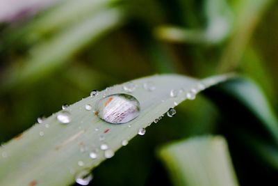 Close-up of water drops on plant