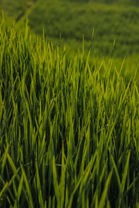 Full frame shot of crops growing on field