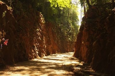 Dirt road along trees in forest