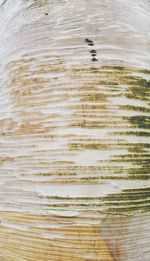 Full frame shot of wooden wall