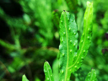 Close-up of green leaf