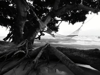 Low angle view of trees against sea