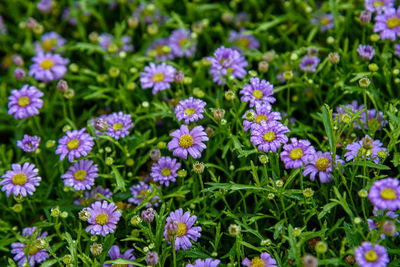 Close-up of purple flowering plants on field