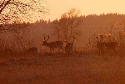 Deer standing on field against sky during sunset
