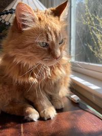 Close-up of a cat looking away