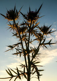 Low angle view of silhouette plant against sky during sunset