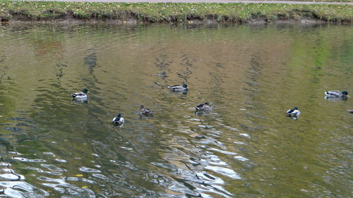 High angle view of ducks swimming on lake