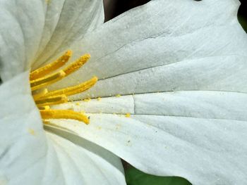 Close-up of white flower