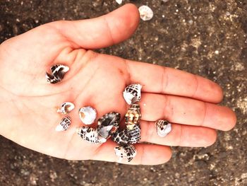 Cropped hand of person holding seashells