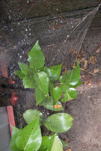 High angle view of wet plant leaves during rainy season