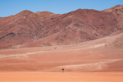 Lonely tree in namib desert