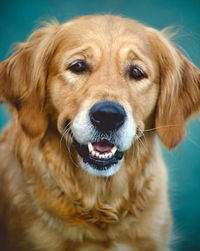 Close-up portrait of dog