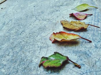 Close-up of autumn leaf