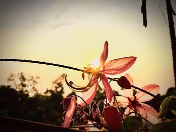 Close-up of flower against sky at sunset