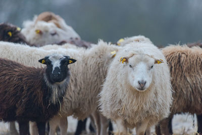 Sheep standing on field