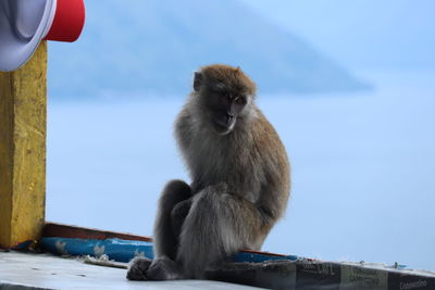 Monkey looking away while sitting against sky