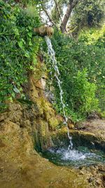 Scenic view of waterfall in forest