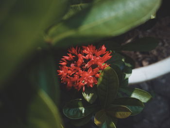 Close-up of red flowering plant