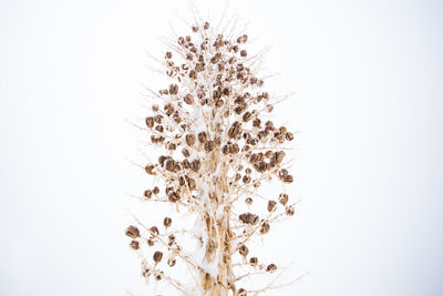 Close-up of plant against white background